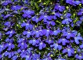 LOBELIA ERINUS